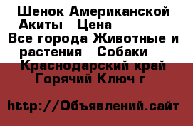 Шенок Американской Акиты › Цена ­ 35 000 - Все города Животные и растения » Собаки   . Краснодарский край,Горячий Ключ г.